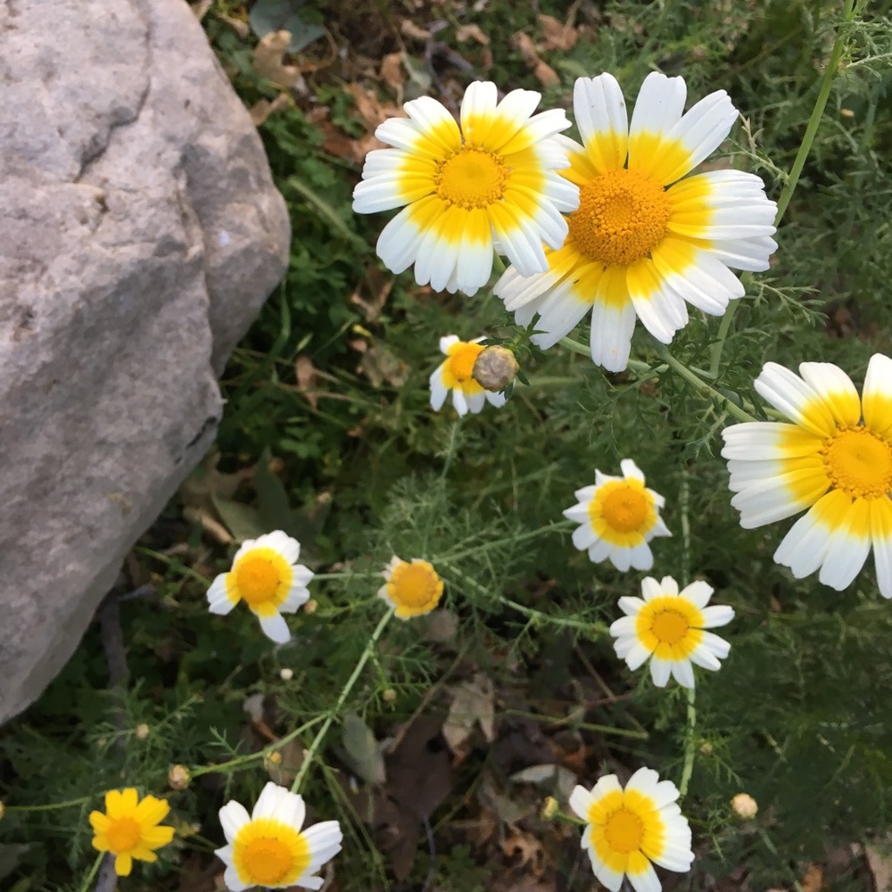 Meet your Posher, Isabella